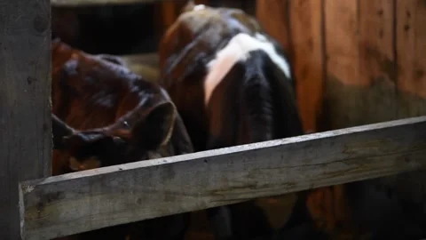 Cute calf in dark cowshed Stock Footage 264088522