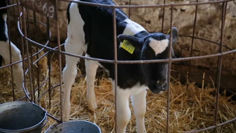 Cute calf in a farm cowshed. Close-up baby cow feeding at farm. Modern farm Stock Footage 128664645