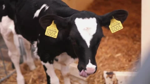 Cute calf looking in barn Stock Footage 149124172