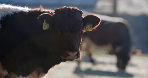 A cute calf looking at the camera Video stock 149495776
