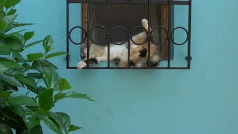 Cute calico cat behind a window grill 動画素材 341585277