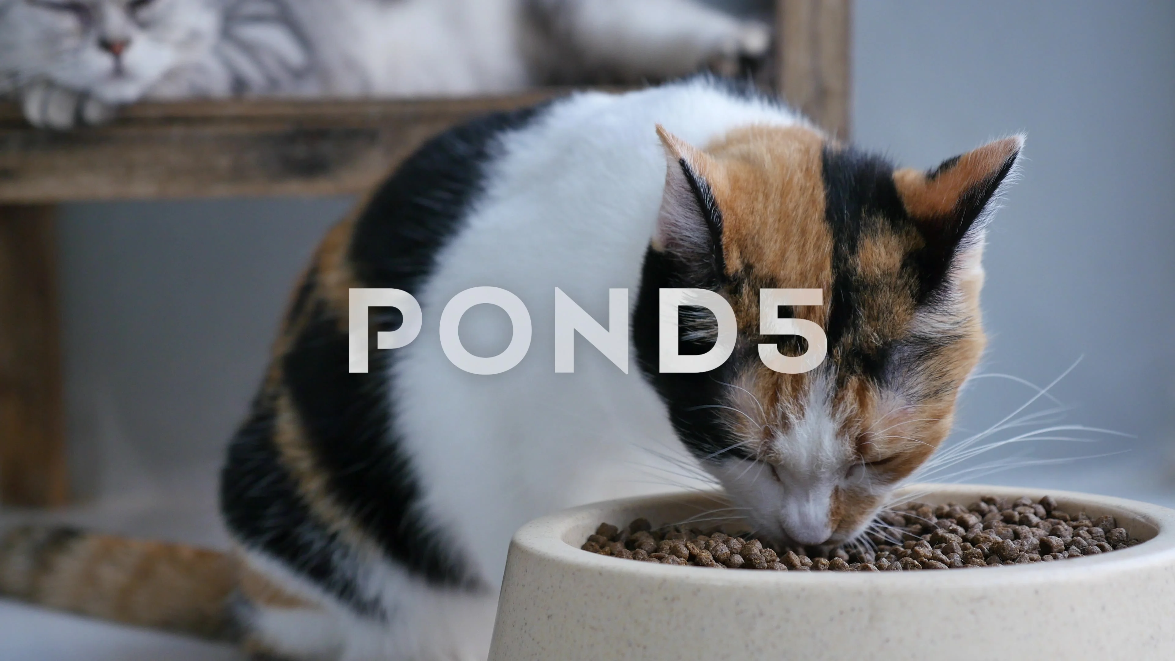 Cute calico cat eating dry food on white floor