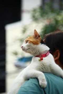 Cute Calico Cat Stock Photos