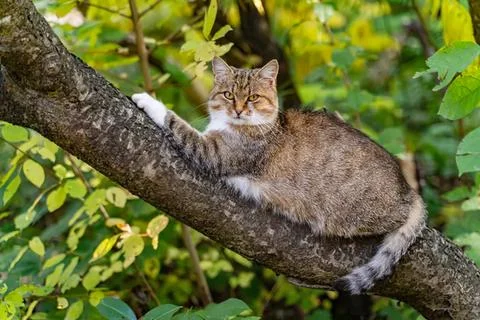Cute calico cat resting on a tree branch in green leaves Stock Photos