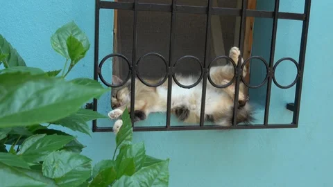 Cute calico cat rests in funny position Video stock 341585413