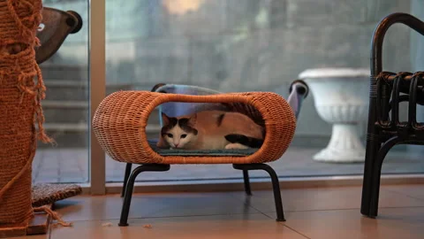 Cute calico cat rests peacefully inside stylish wicker pet bed. cat slowly lifts Vidéo 342744364