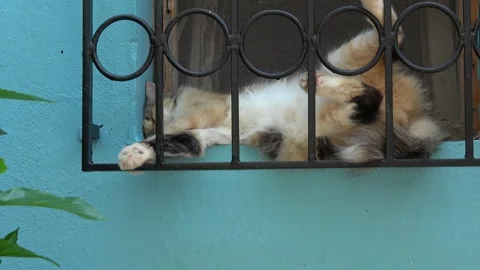 Cute calico cat sleeping upside down behind a iron window grill zoom out 動画素材 341585477