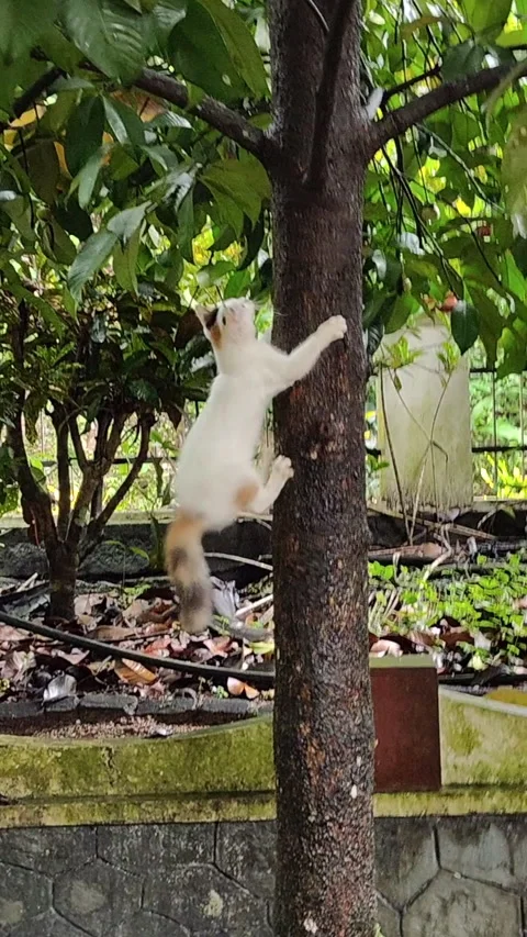 Cute calico kitten climbing on a tree. Vídeos de archivo 277863758