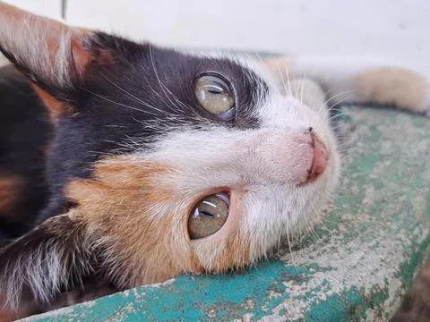 Cute Calico Kitten Lying Down Comfortably in Garden Flower Pot Looking at Camera Stock Photos