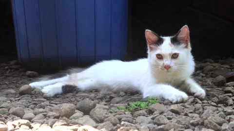 Cute calico kitten outside, lying on the ground and keeping the head up. Stock Footage 277674585