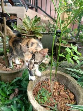 A cute calico kitten Stock Photos