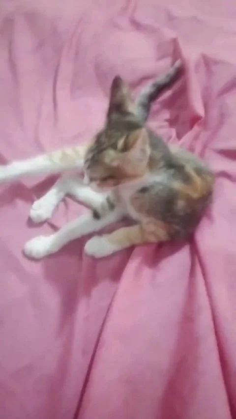 A cute calico kitten stretching Video stock 344786752