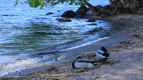 Cute Calm Snoozing Wild Ducks At The Beach Stock Footage 195554274