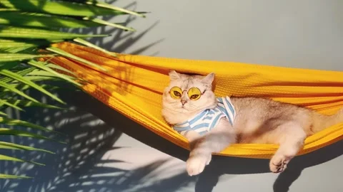 A cute calm white cat in yellow glasses lies in a yellow fabric hammock, relaxed Stock Footage 243037500