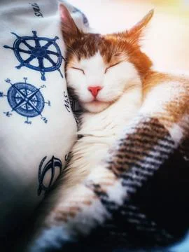 Cute caloco cat lying in bed under a blanket. Stock Photos