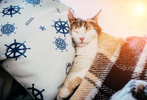 Cute caloco cat lying in bed under a blanket. Stock Photos