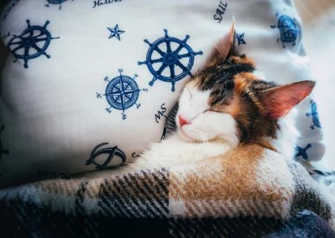 Cute caloco cat lying in bed under a blanket. Stock-Fotos