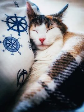 Cute caloco cat lying in bed under a blanket. Stock Photos