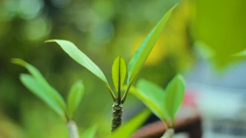 Cute Cambodian Tree Buds Stock Footage 237508237