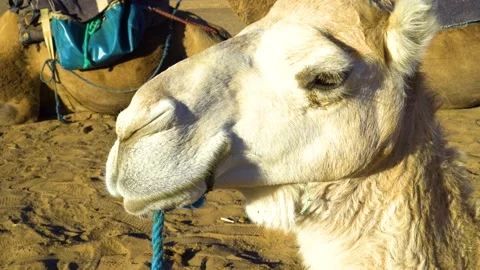 Cute Camel Looks at the Camera, Close Up Stock Footage 147690502
