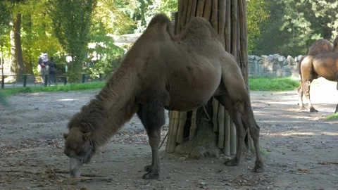 Cute camel in the park Stock Footage 172418479