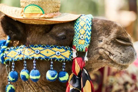 Cute Camel Portrait Stock Photos