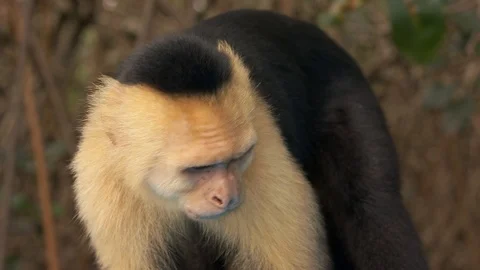 Cute Capuchin monkey curiously looking around on tree branch, Scratching &amp; Stock Footage 102719078