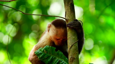 Cute Capuchin monkey with expressive face perched on thin tree trunk in jungle Stock Footage 334606967