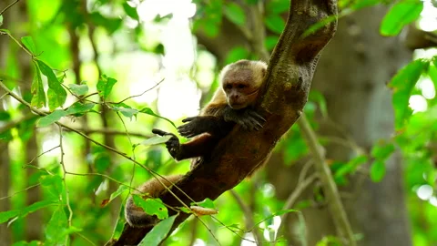 Cute Capuchin monkey falling asleep on tree branch in forest Stock Footage 339730452