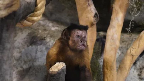 Cute Capuchin Monkey Portrait Captive Wildlife Animal Stock Photos