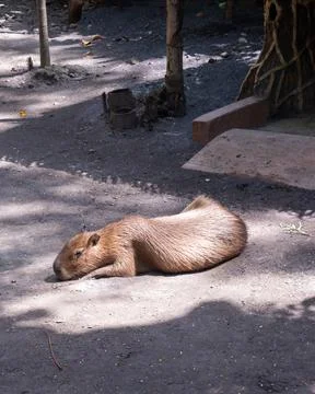 A cute capybara is basking under warm sunlight in a conservation park. Stock Photos
