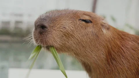 Cute capybara chewing a green leaf in profile with a peaceful expression 動画素材 347040450