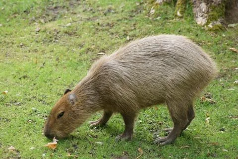 Cute capybara eating grass in a forest Stock Photos