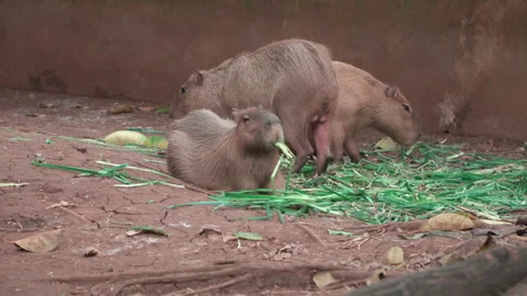 Cute capybara Stock Footage 282421263
