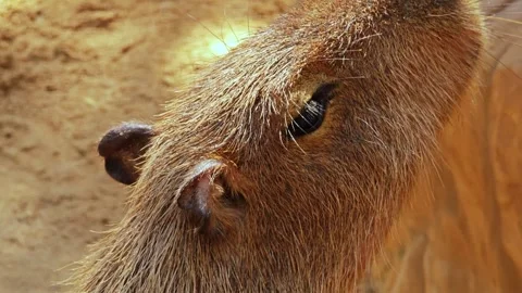 Cute capybara moving his ears. Stock Footage 311519884