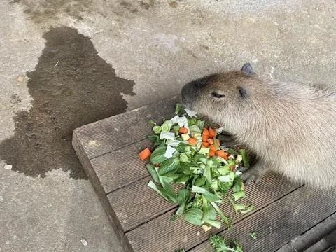 Cute capybara. Stock Photos