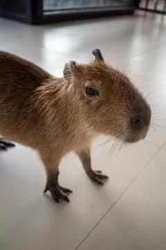 Cute capybara stands on smooth tiled floor Stock Photos