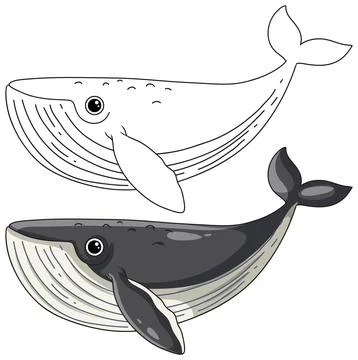 Cute Cartoon Humpback Whale Vector Illustration with Line Art Version Stock Illustration