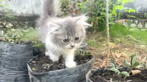 Cute cat 2 Stock Footage 206690339