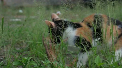 Cute cat 3 Stock Footage 171849098