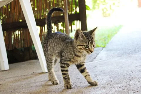 Cute cat afraid Stock Photos