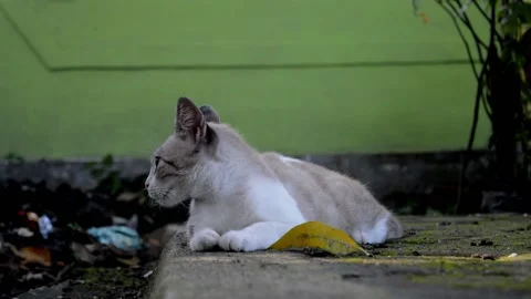 Cute cat is always on standby Video stock 229604182