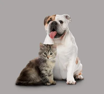 Cute cat and dog on grey background. Animal friendship Stock Photos