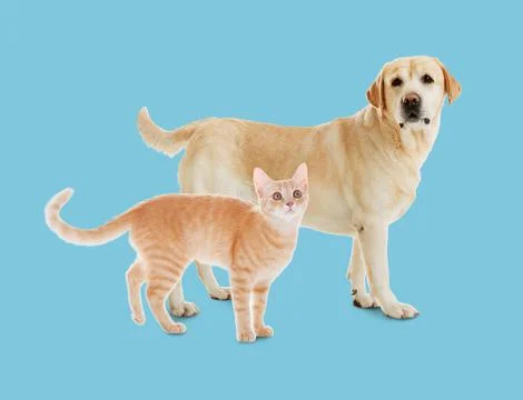 Cute cat and dog on light blue background. Animal friendship Stock Photos