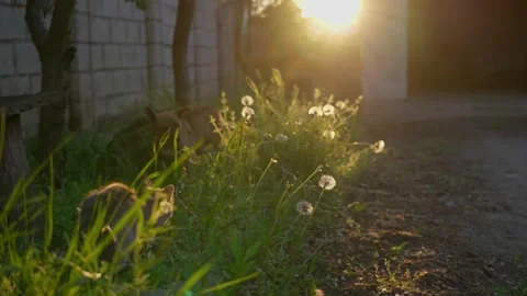 Cute Cat and Dog Together Outdoors During Golden Hour Stock Footage 341764059