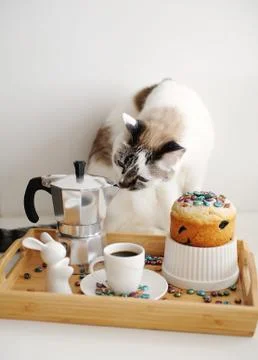 Cute cat and Easter still life. Coffee and cake. Espresso maker moka pot. White Foto stock