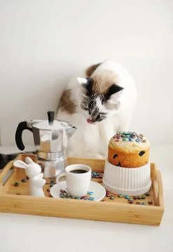 Cute cat and Easter still life. Coffee and cake. Espresso maker moka pot. White Stock Photos