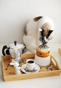 Cute cat and Easter still life. Coffee and cake. Espresso maker moka pot. White Foto stock