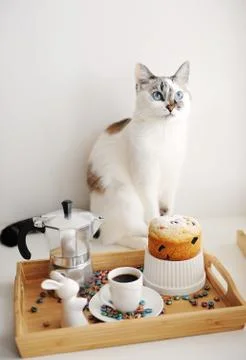 Cute cat and Easter still life. Coffee and cake. Espresso maker moka pot. White Stock Photos