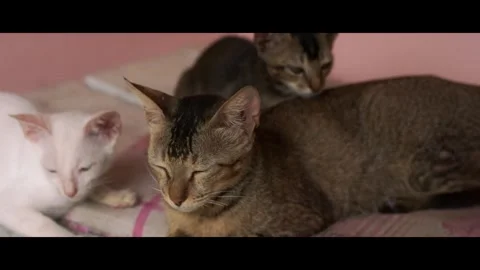 Cute Cat and Kitten Playing Together Indoors Video stock 312805154